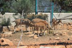 Зоопарк Кипр Пафос