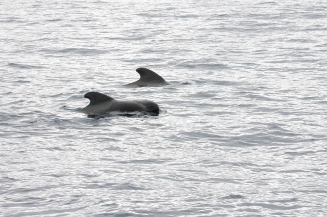 Дельфины в океане. Тенарифе(Испания)