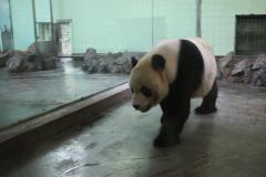 Зоопарк Шанхай Китай